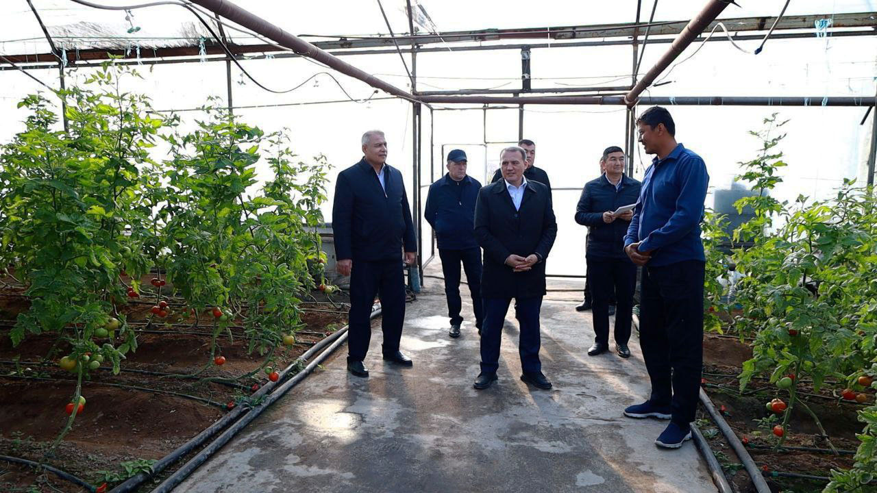 Surxondaryolik tadbirkor “Roja” pomidorining bir tupdan 5 kilogramm hosil olmoqda