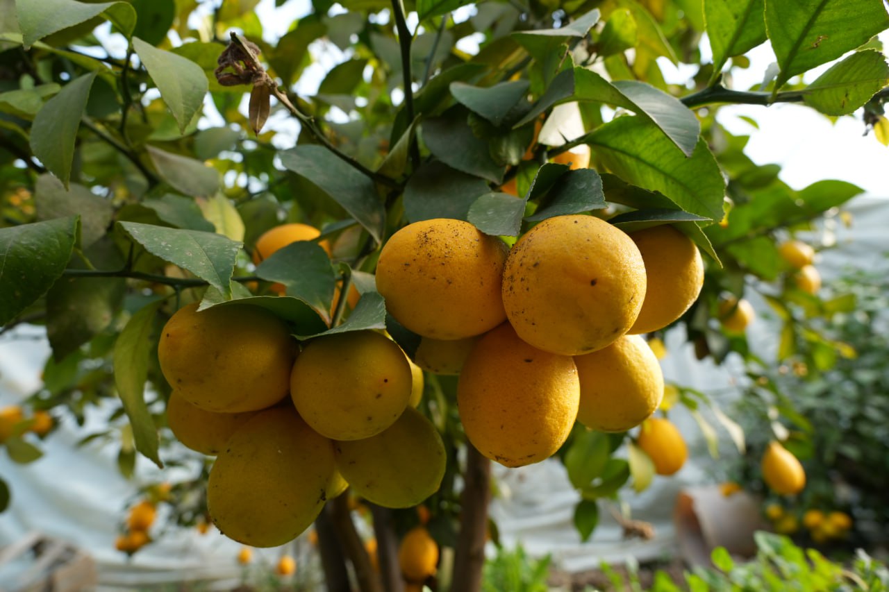 Yangiobodlik aholi bilan uchrashuvlar tashkil etildi